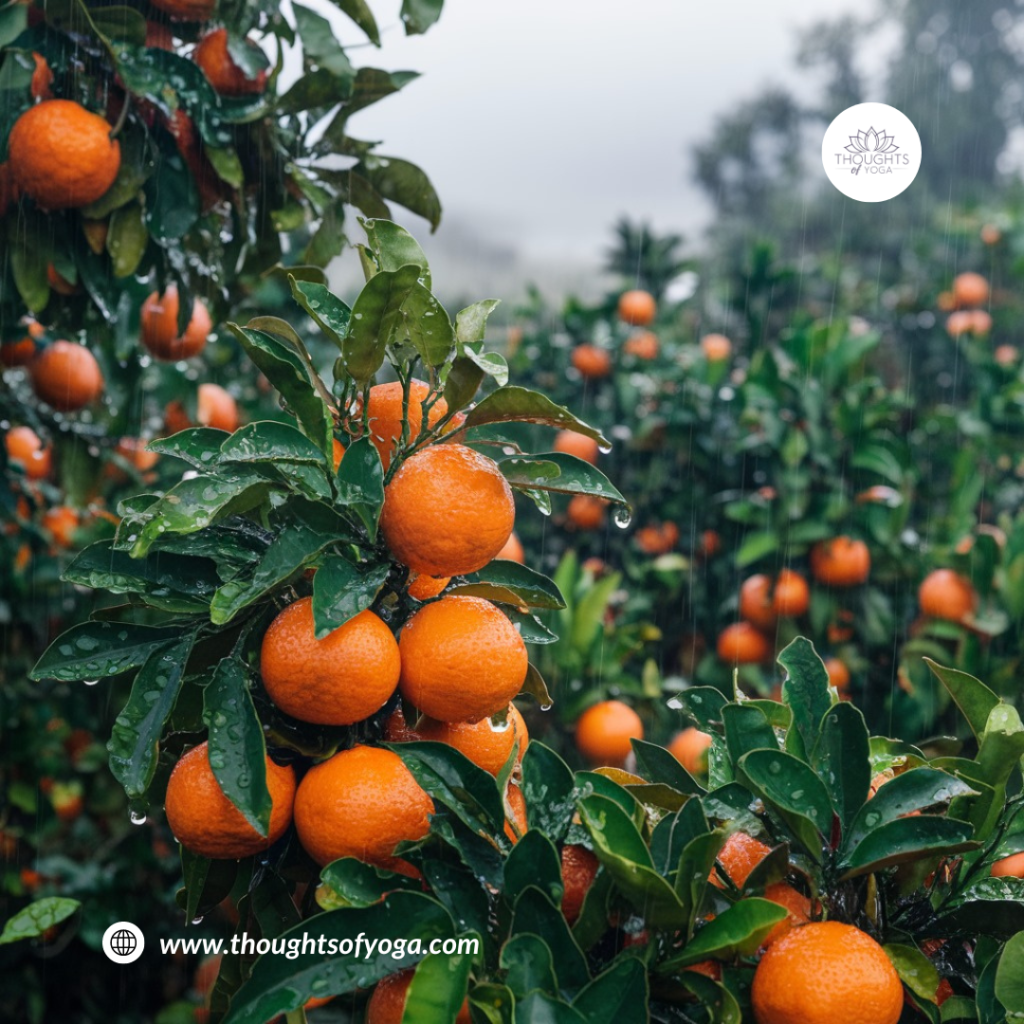 Orange tree with ripe oranges hanging on the branches