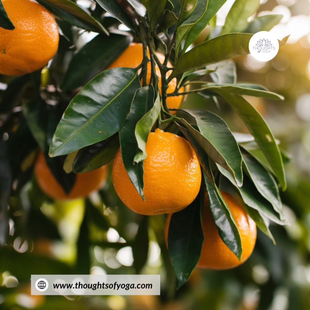 Orange tree with ripe oranges hanging on the branches