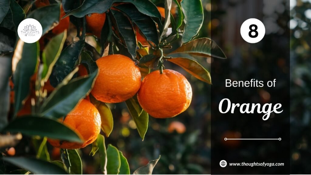 Orange tree with ripe oranges hanging on the branches